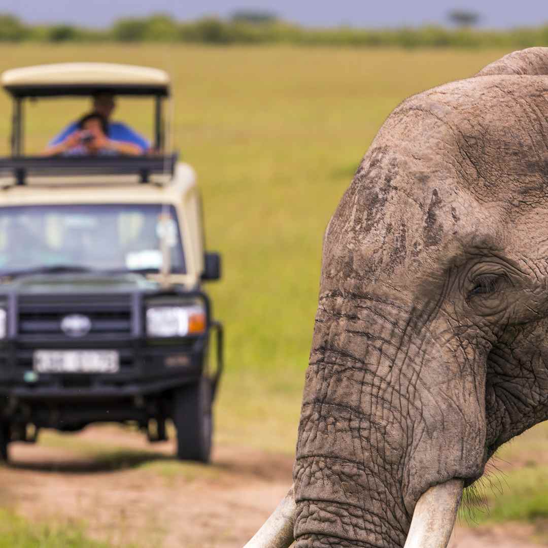 Safari in Africa