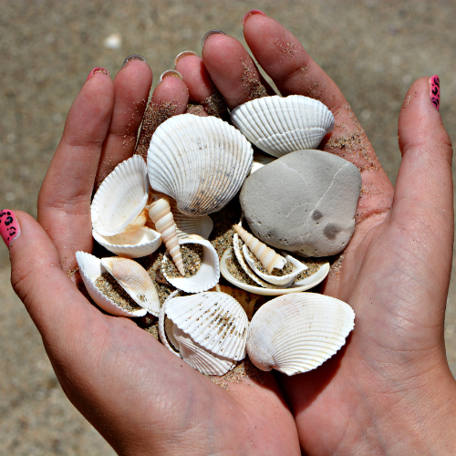 Collecting Seashells